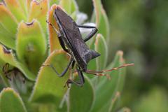 Elasmopoda valga