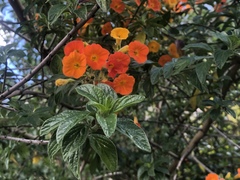 Streptosolen