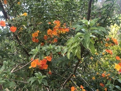 Streptosolen