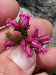 Erica daphniflora daphniflora
