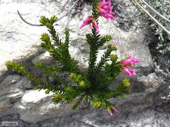 Erica daphniflora daphniflora