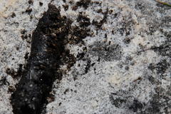 Myrmicaria nigra