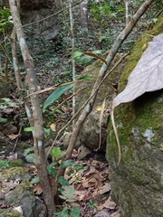 Pyrrosia stigmosa