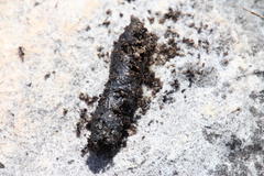Myrmicaria nigra