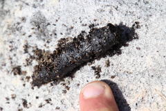 Myrmicaria nigra
