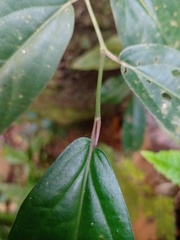 Ficus recurva