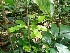 Lygodium circinnatum