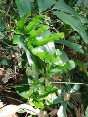 Lygodium circinnatum