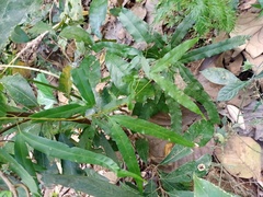 Lygodium circinnatum