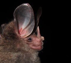 Chrotopterus auritus