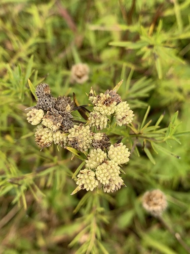 Pycnanthemum tenuifolium