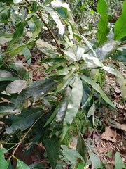 Lygodium circinnatum