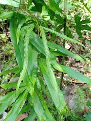 Lygodium circinnatum