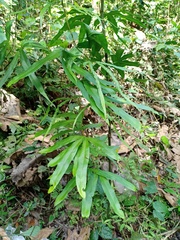 Lygodium circinnatum