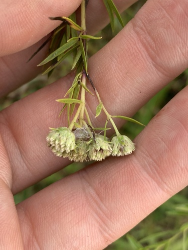 Pycnanthemum tenuifolium