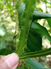 Lygodium circinnatum