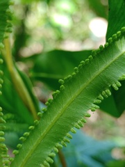 Lygodium circinnatum