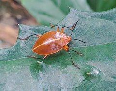 Ellipticus testaceus