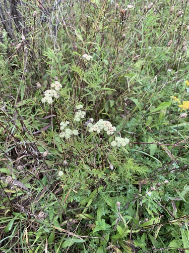 Pycnanthemum tenuifolium