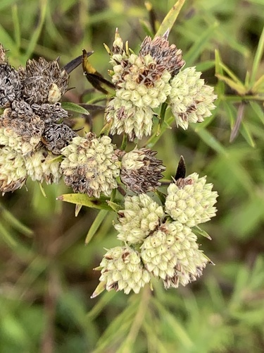 Pycnanthemum tenuifolium