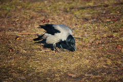 Corvus cornix