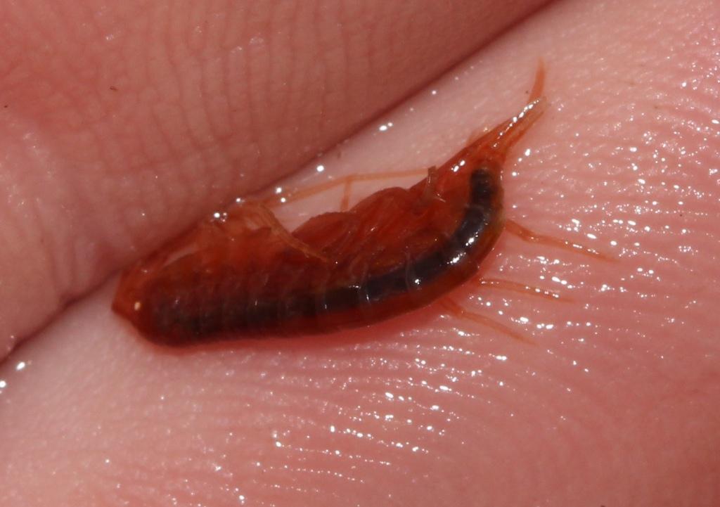 Paramelita magna