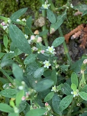 Polygonum achoreum