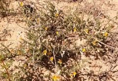 Aspalathus proboscidea