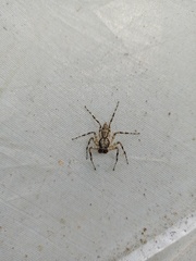 Phaeacius fimbriatus