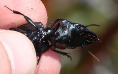 Pachyodontus languidus