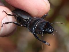 Pachyodontus languidus