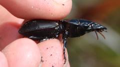 Pachyodontus languidus