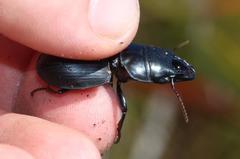 Pachyodontus languidus