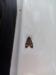 Eucereon phaeoprocta