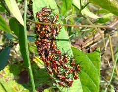 Oncopeltus guttaloides