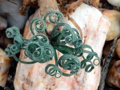 Gethyllis lanuginosa