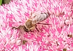 Apis mellifera