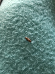 Lepidoptera