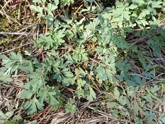 Capnoides sempervirens