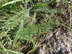 Achillea millefolium borealis
