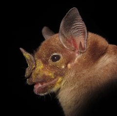 Phyllostomus discolor