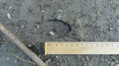 Moschus moschiferus