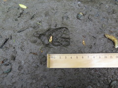 Moschus moschiferus