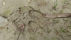 Moschus moschiferus