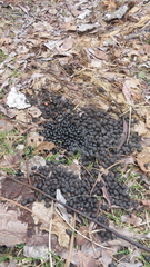 Moschus moschiferus