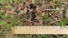 Moschus moschiferus