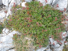 Potentilla caulescens