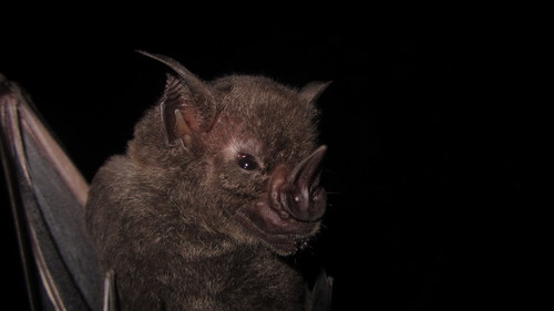 Greater Spear-nosed Bat