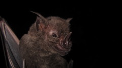 Phyllostomus hastatus