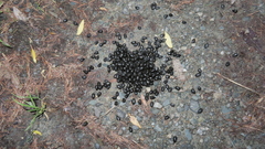 Moschus moschiferus